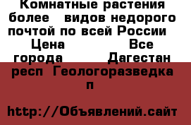 Комнатные растения более200видов недорого почтой по всей России › Цена ­ 100-500 - Все города  »    . Дагестан респ.,Геологоразведка п.